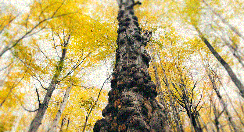 Ghent Food Distributors BV