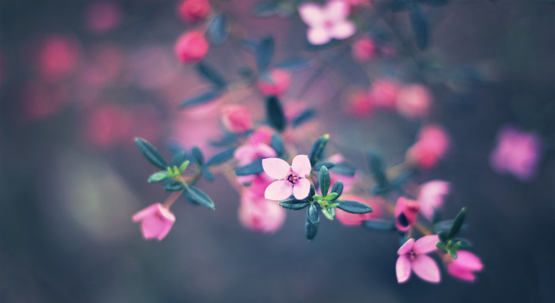 a gravida purus semper vel. Class aptent taciti sociosqu ad lit