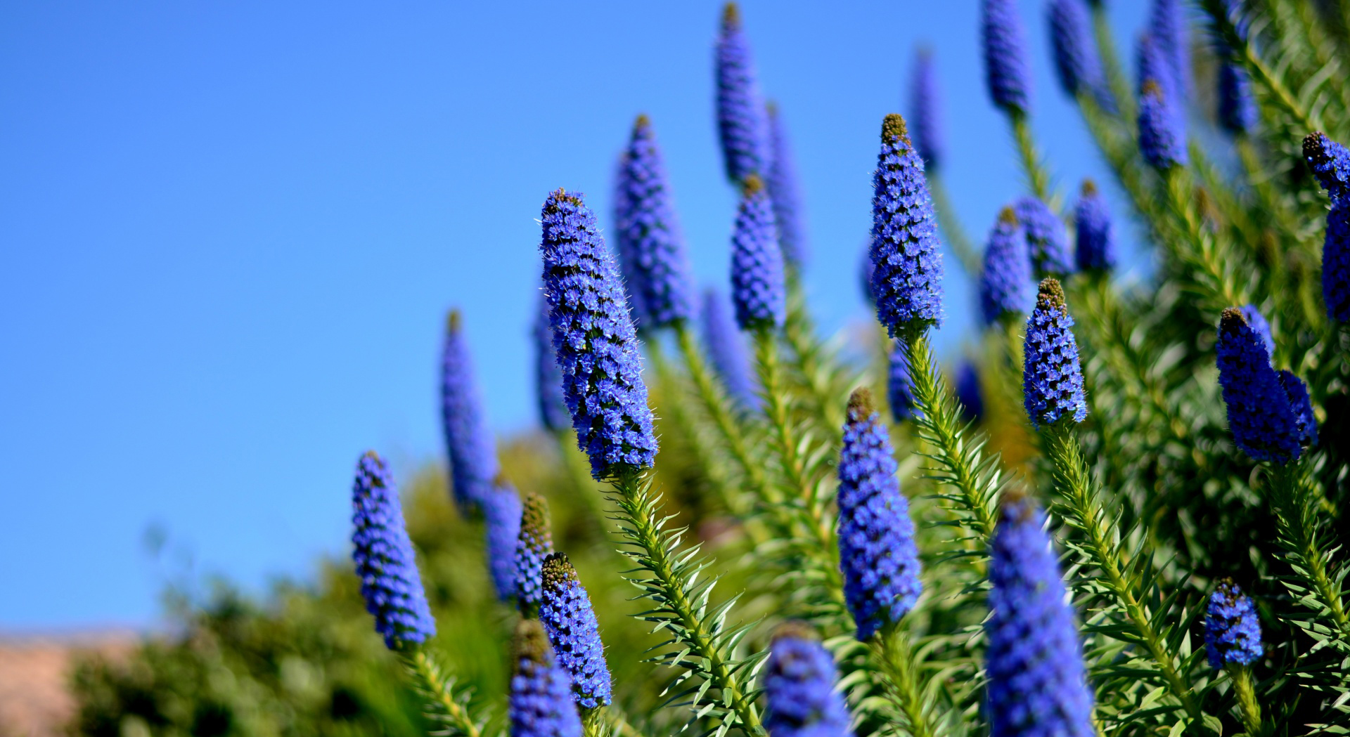 Aenean at arcu leo. Donec dapibus,