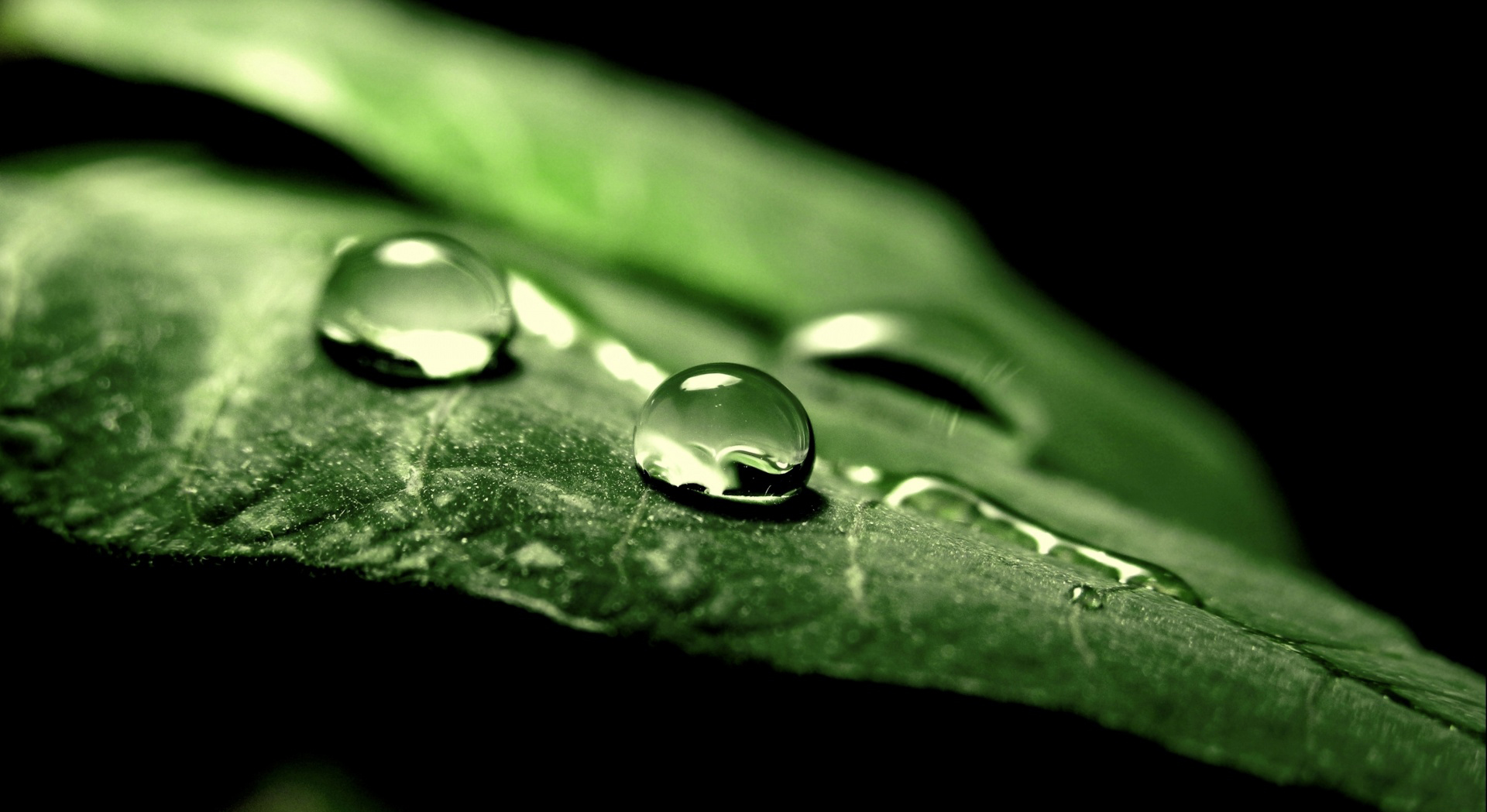 aculis elementum libero vitae dictum