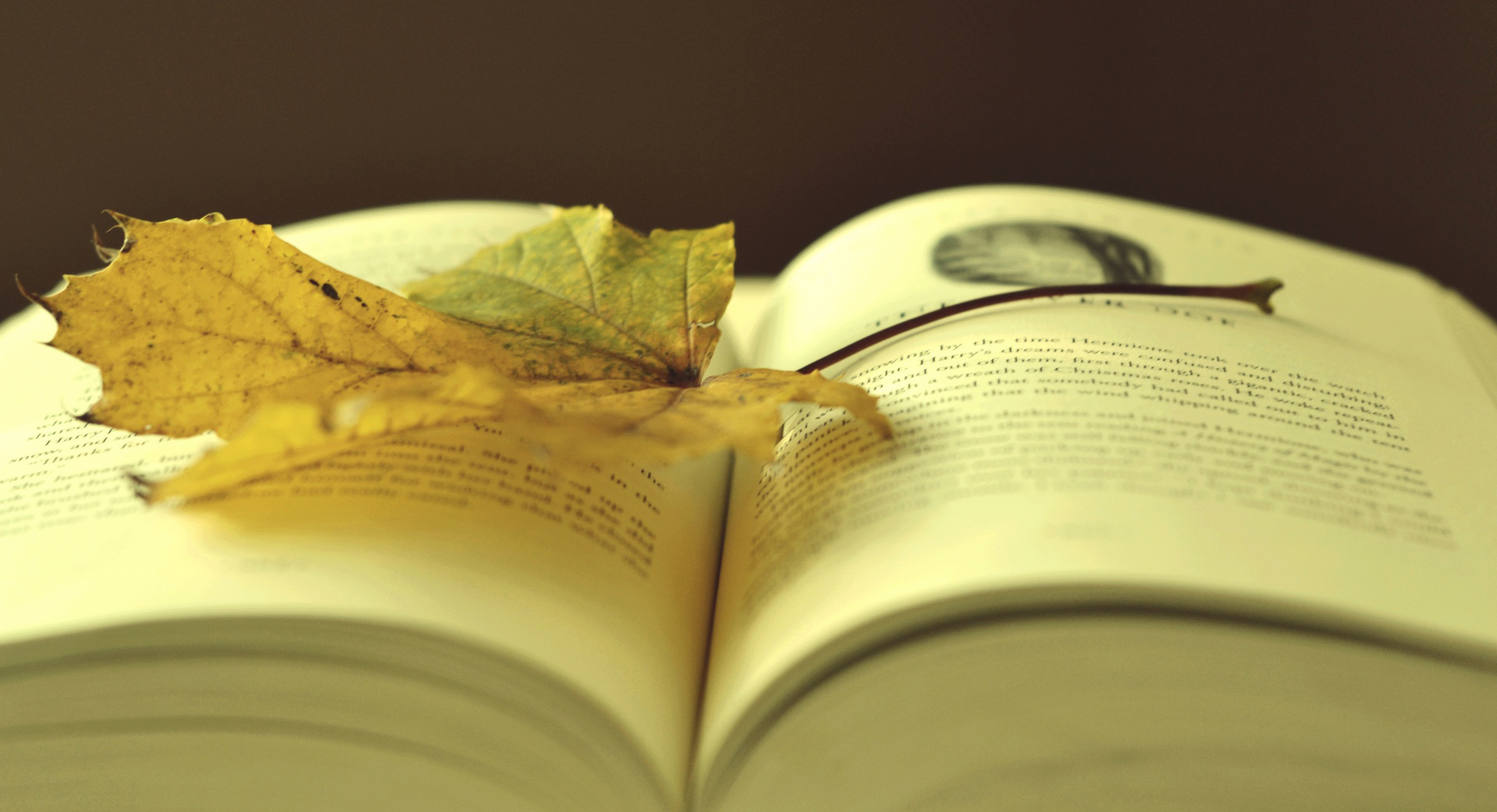  sed facilisis ex congue ac. Phasellus eget sollicitudin