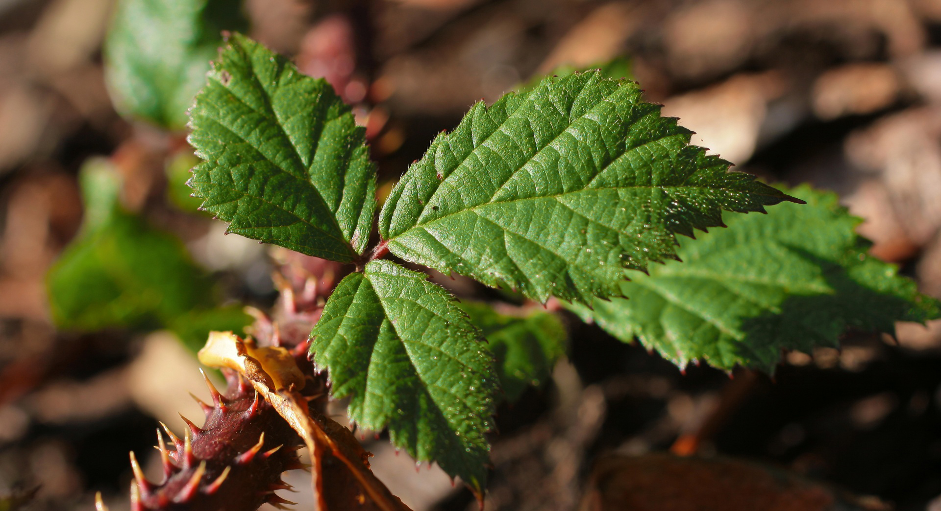 Integer ut nisl lobortis, euismod magna eu, viverra