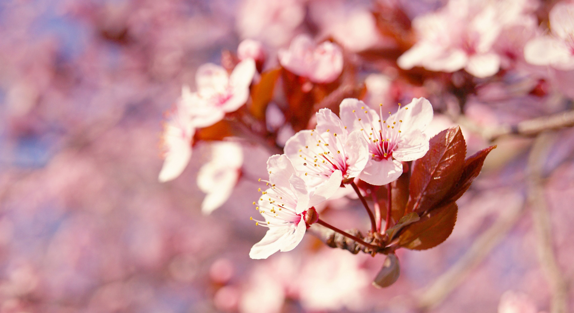 elit, rhoncus id orci ut, porttitor comm