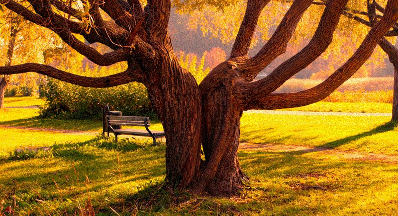 Integer et sapien sapien. Nulla luctus