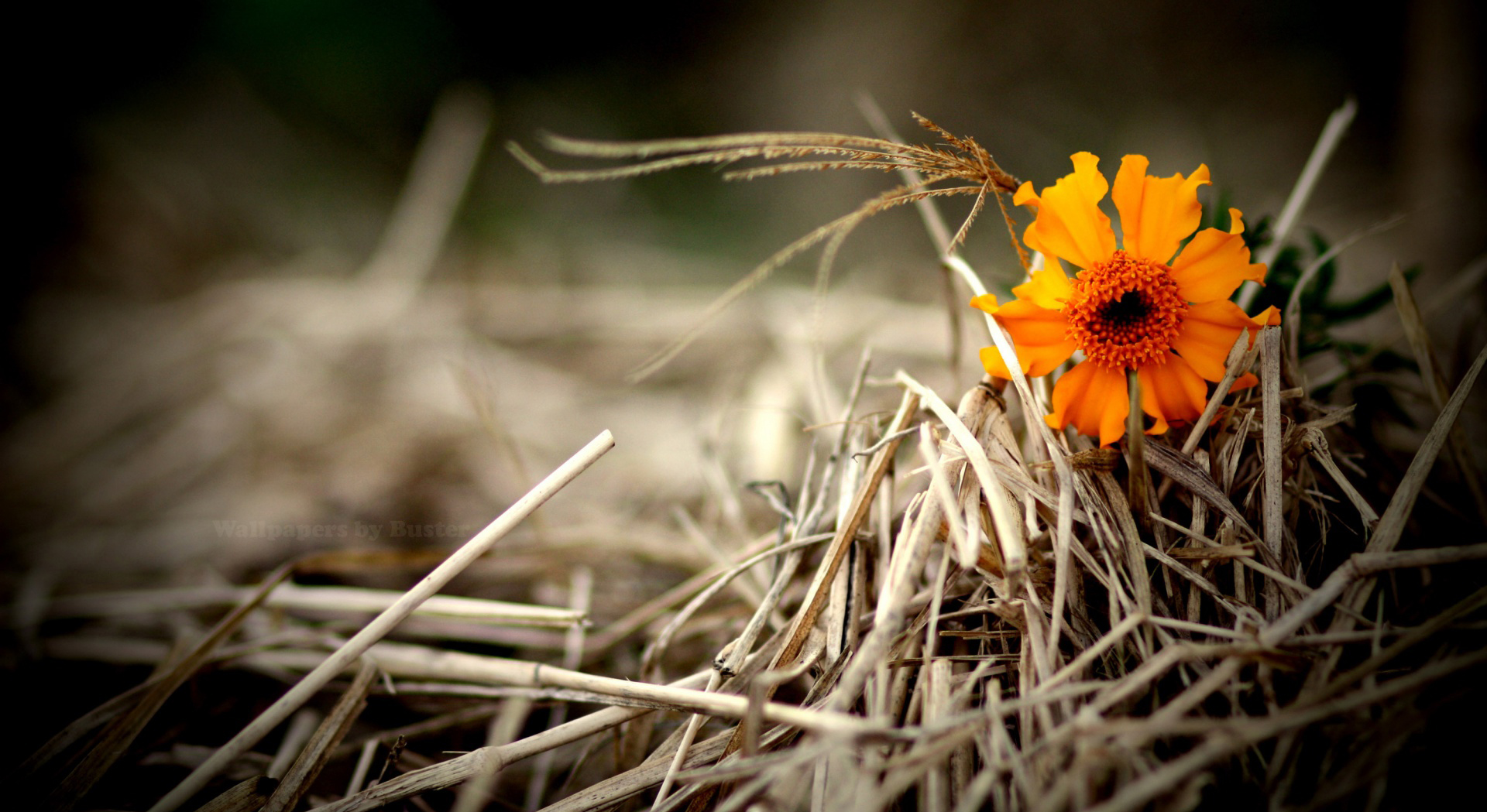 AF:  Phasellus tempor fermentum urna, vel faucibus ligula auctor sed. Fusce porta efficitur vehicula. Clas