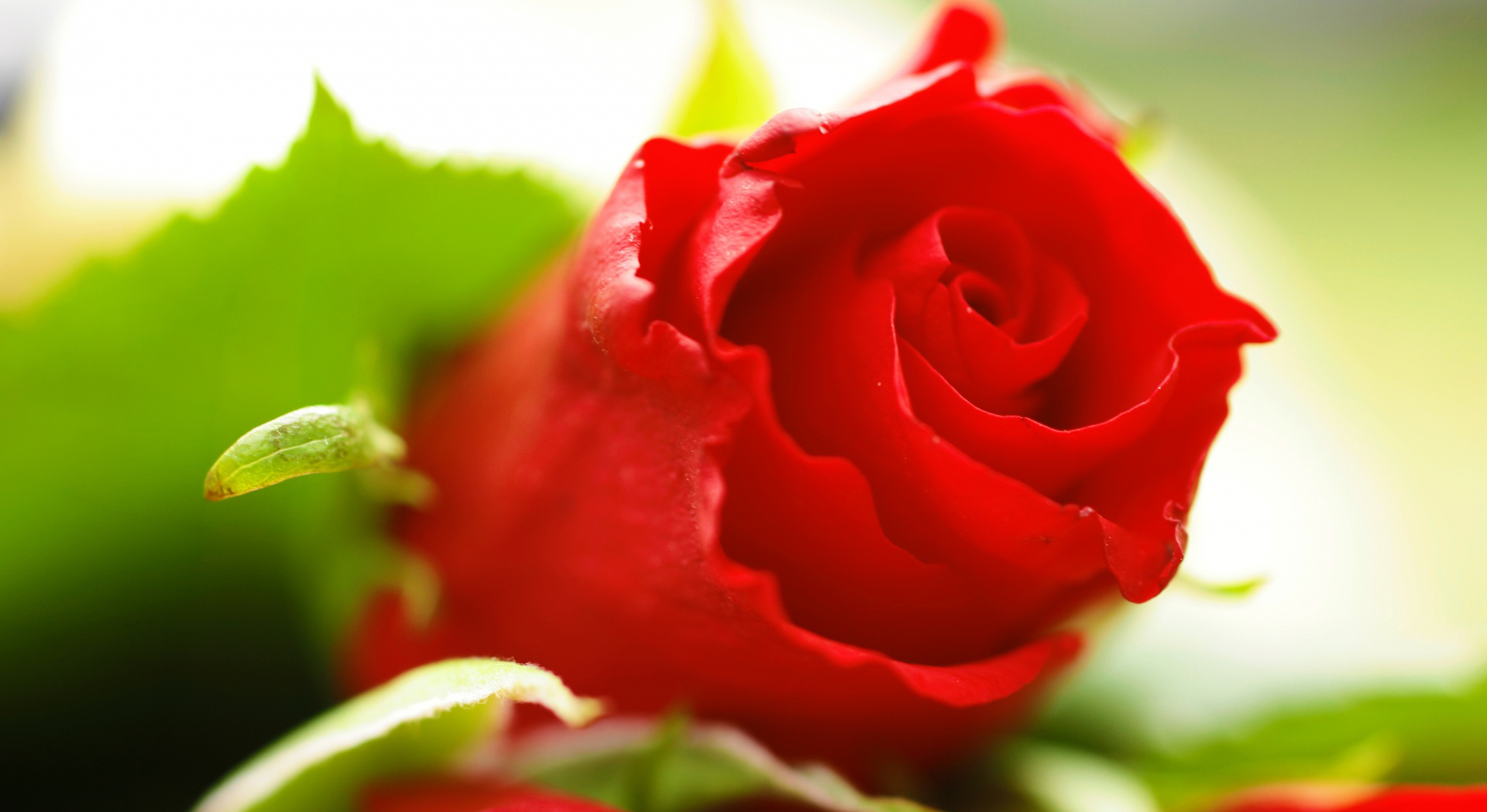 In store: ultricies ut lorem. Nunc in magna imperdiet, bibendum