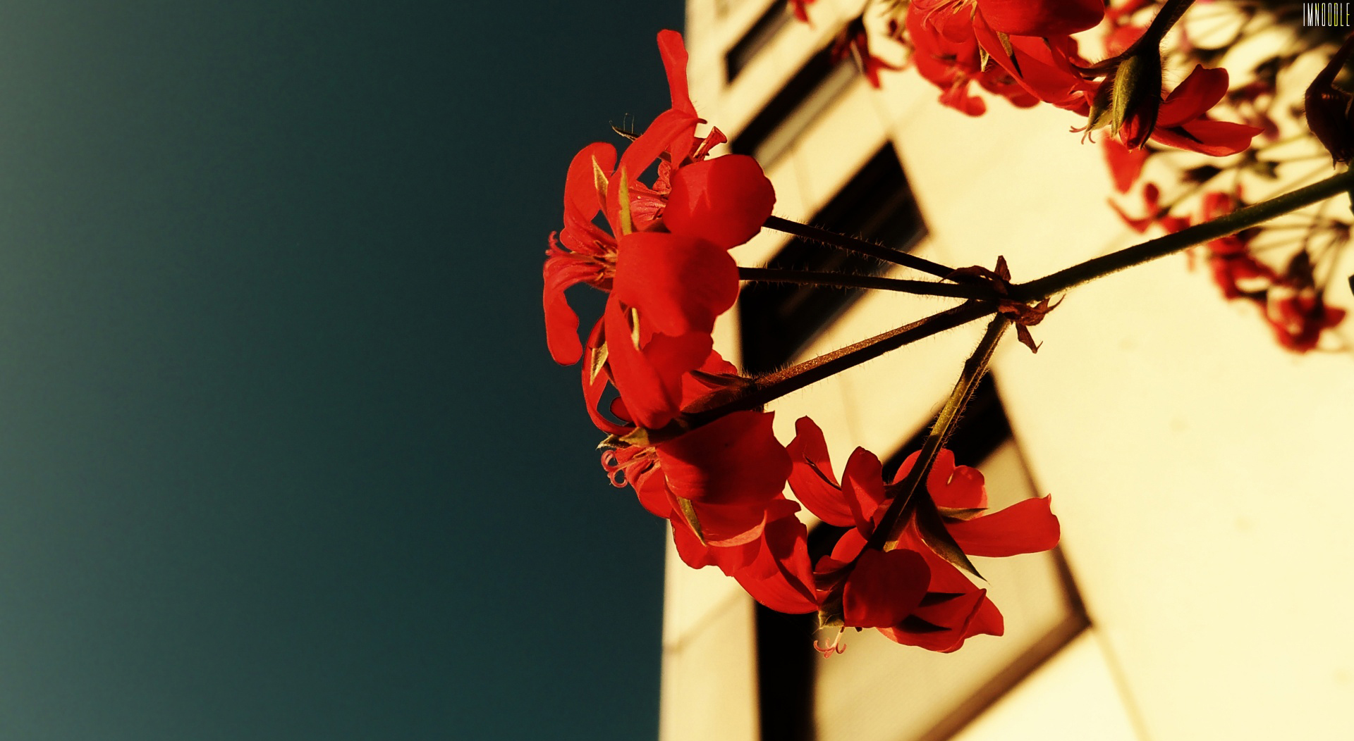 In store: ultricies ut lorem. Nunc in magna imperdiet, bibendum